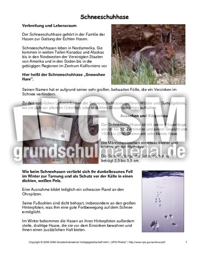 Schneeschuhhase-Steckbrief.pdf